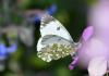 301405 – Photo : Christian Berquer – France (50)